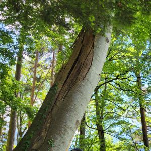 Waldtag (132)